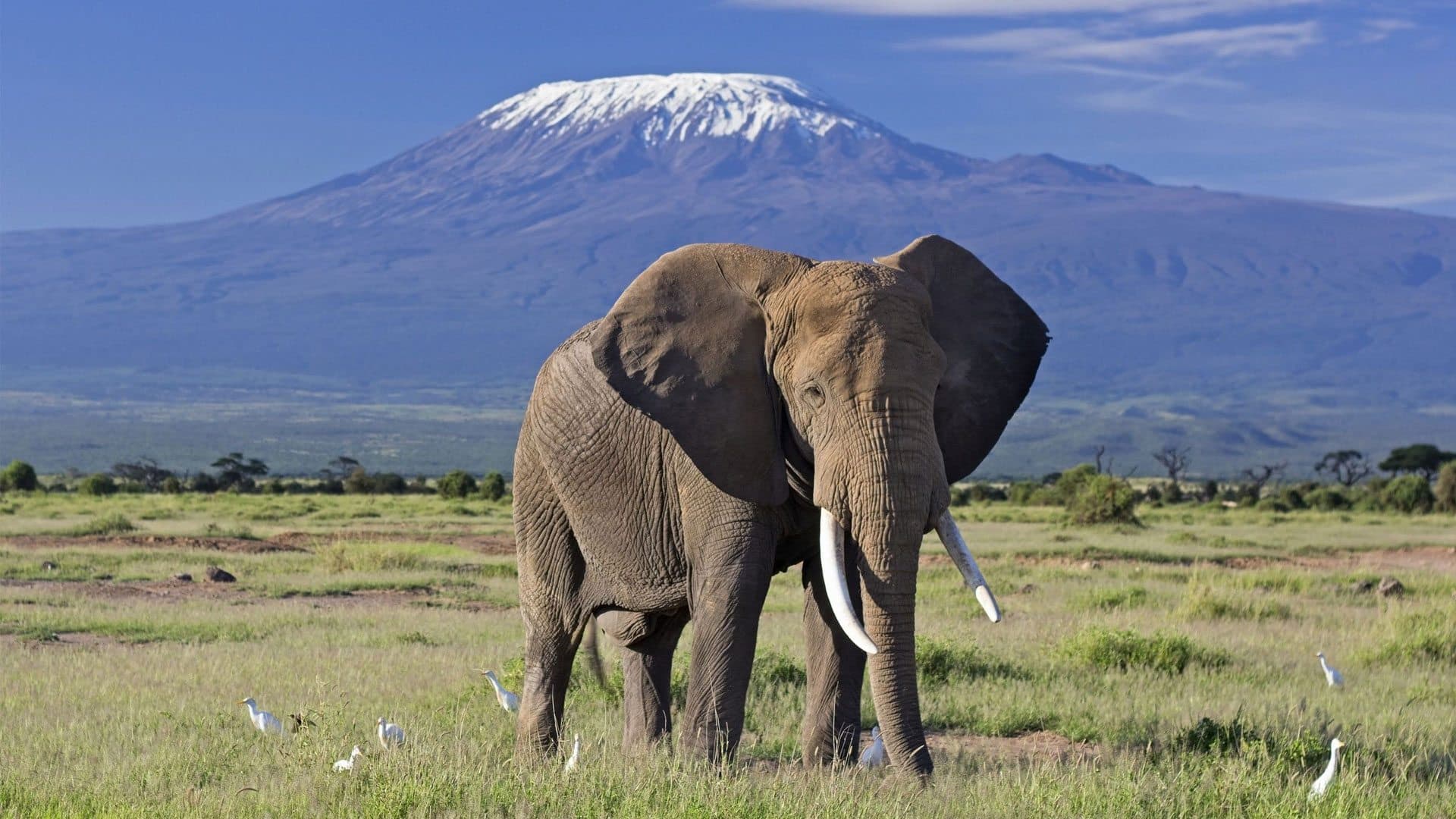 3 Days, 2 Nights Amboseli Safari